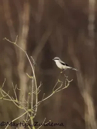 Klapekster [Lanius excubitor]